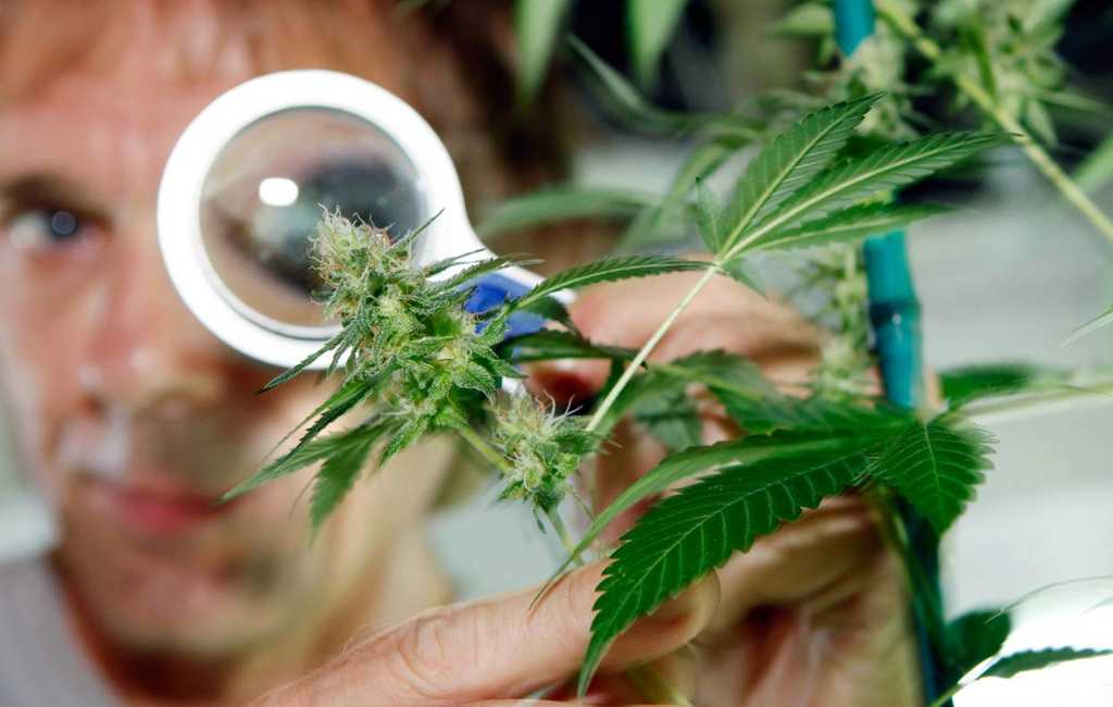 La marihuana y la enfermedad de Alzheimer