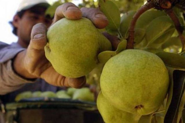 Brasil suspendió las importaciones a las peras y manzanas argentinas