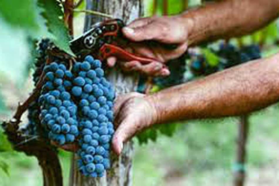 Bodegas rechazan a Zuccardi como titular de COVIAR y no participarán más en la entidad