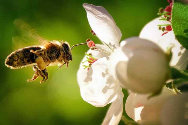 SADA impulsa acción colectiva por las abejas