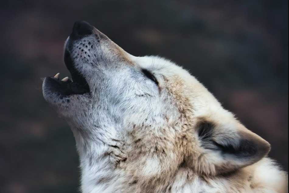 Coyote: El nuevo peligro bancario