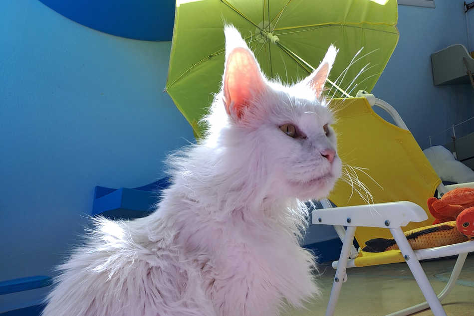 Los gatos y su reinado en nuestros hogares